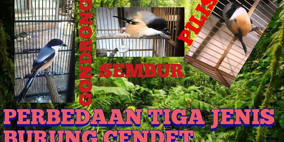 Perbedaan Burung Cendet Pilis Dan Sembur