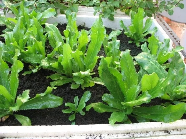 cách trồng cây ngò gai tại nhà