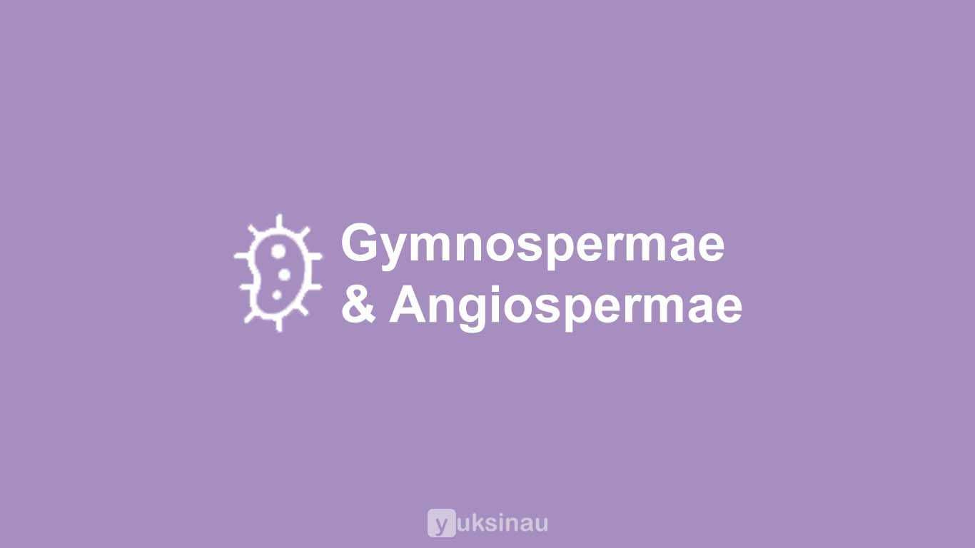 Tumbuhan gymnospermae dan angiospermae termasuk divisi spermatophyta karena