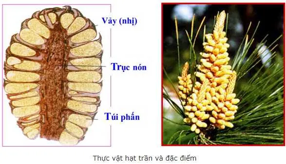 Đặc điểm chung của thực vật hạt kín, hạt trần là gi? 