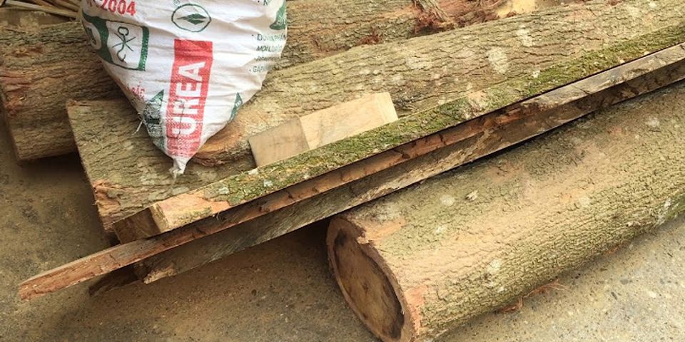 1m3 gỗ thông tươi nặng bao nhiêu kg