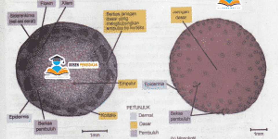 Jaringan meristem yang terdapat di ujung pucuk utama dan pucuk lateral serta ujung akar disebut