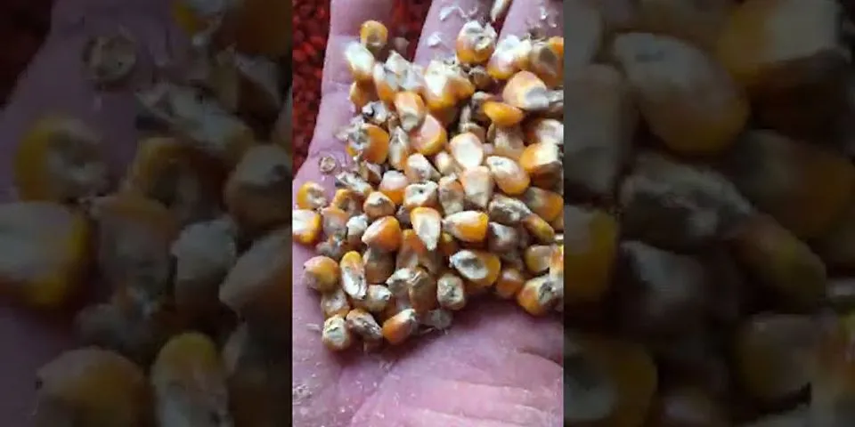 Cách bảo quản ngô hạt không bị mọt