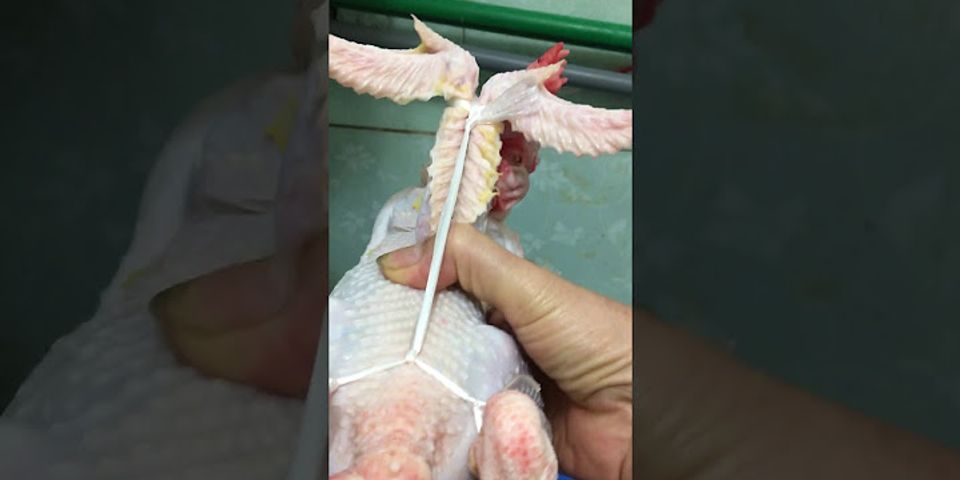 Cách buộc gà cúng đẹp nhất