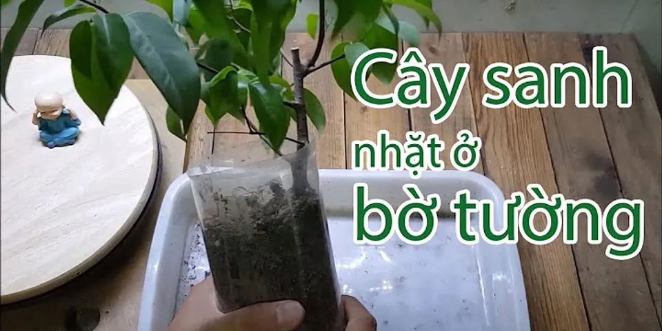 Cách chăm sóc cây sanh trong chậu