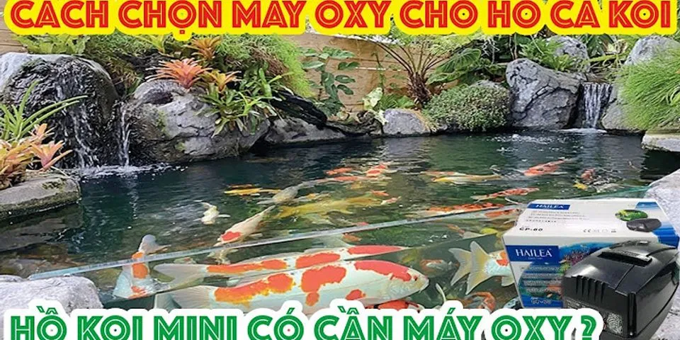 cách tạo oxy cho cá không cần điện