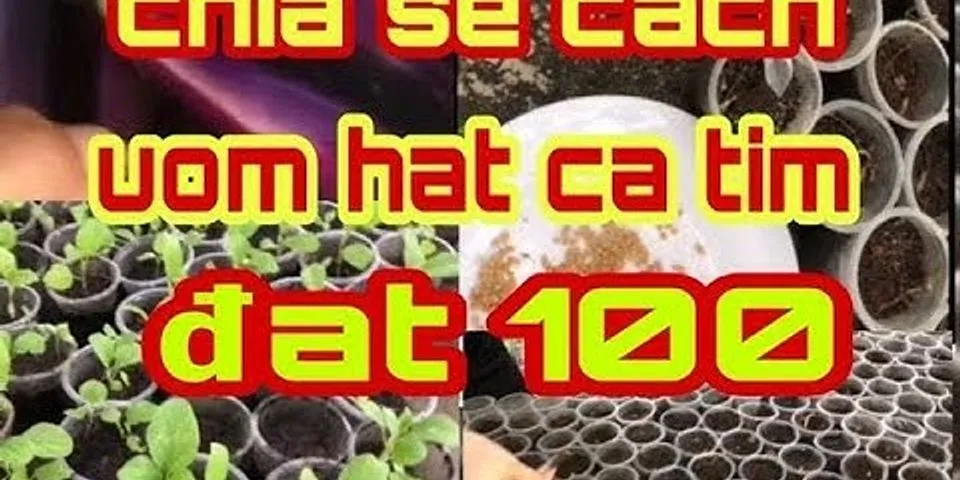 Cách trồng cà tím bằng hạt