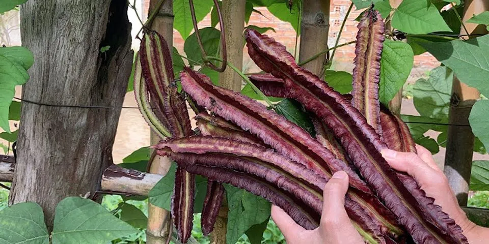 Cách trồng đậu rồng nhiều trái