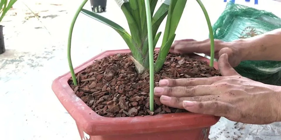 Cách trồng lan kiếm vào chậu sứ