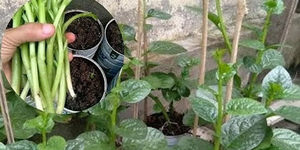 Cách trồng rau mồng tơi bằng gốc