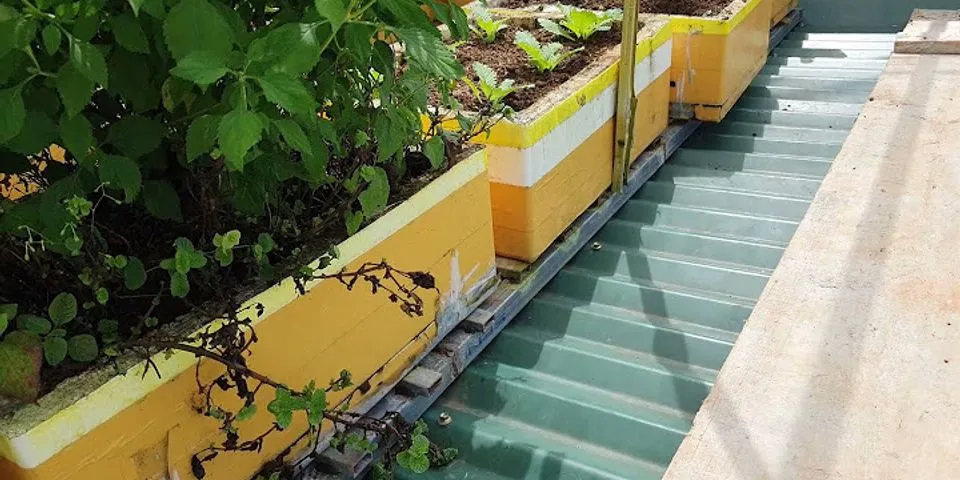 Cách trồng rau trên mái nhà