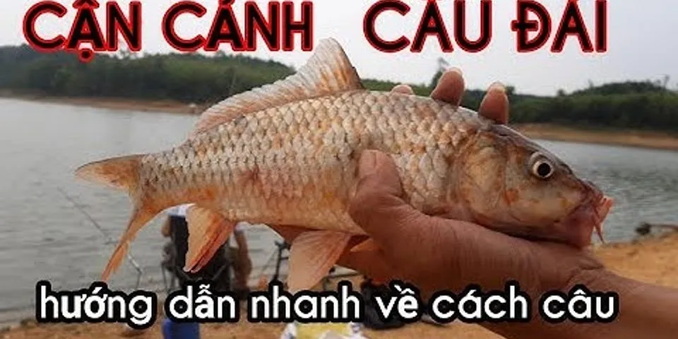 Câu đơn câu Đài là gì