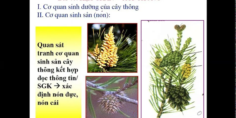 Cơ quan sinh sản của cây hạt trần là gì tại sao cây thông được gọi là cây hạt trần