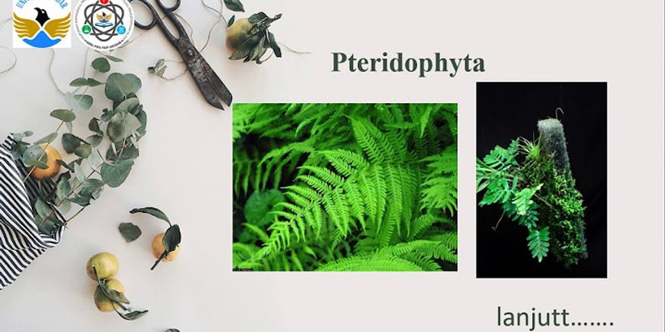 Contoh tumbuhan Bryophyta Pteridophyta, dan Spermatophyta