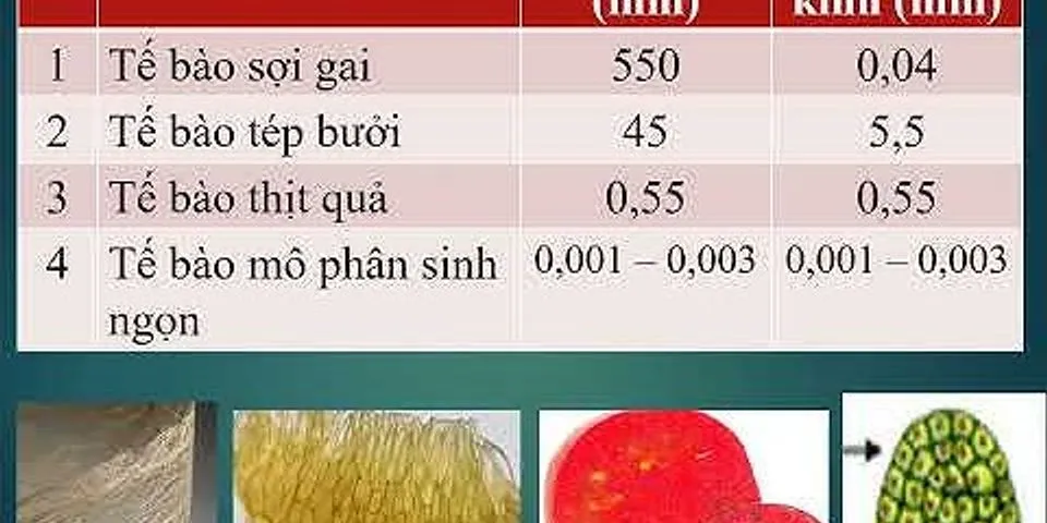 Giải thích tại sao tế bào được xem là đơn vị cấu tạo và chức năng của cơ thể sống