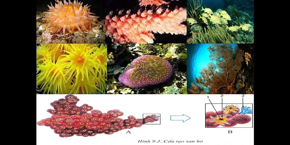 Hải quỳ và san hô đều sinh sản như thế nào