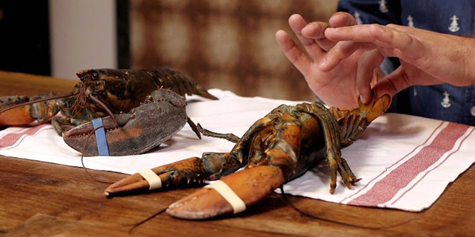 Lobster đọc là gì