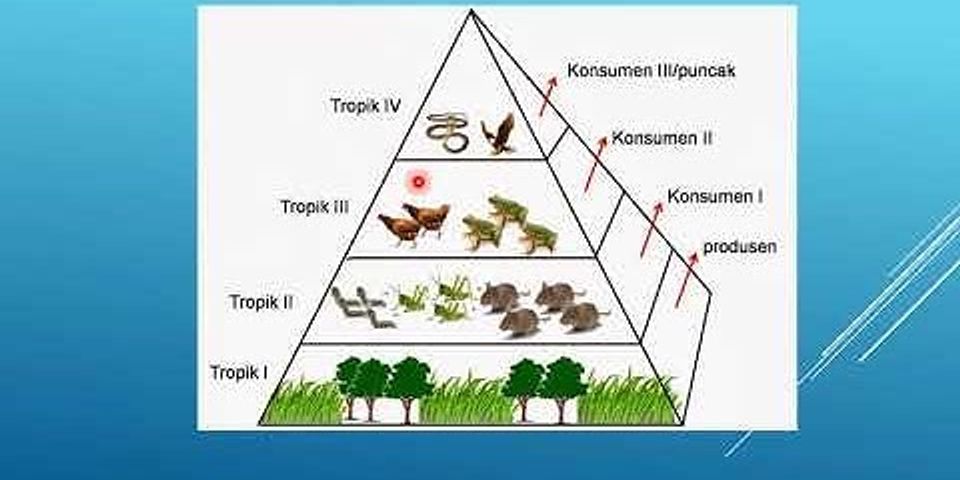 Mengapa piramida energi lebih baik daripada piramida jumlah dan biomassa