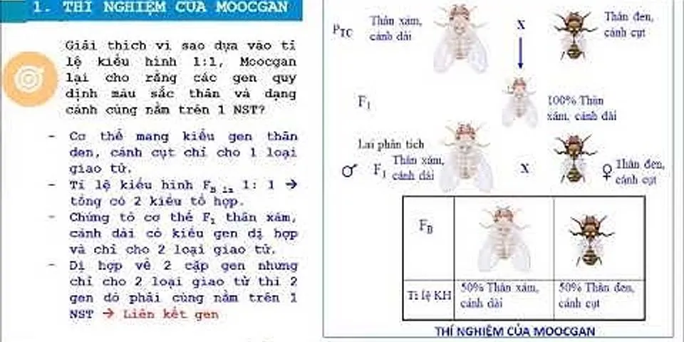 Moocgan cho lai giữa ruồi f1 thân xám, cánh dài với ruồi thân đen, cánh cụt, thu được kết quả là gì