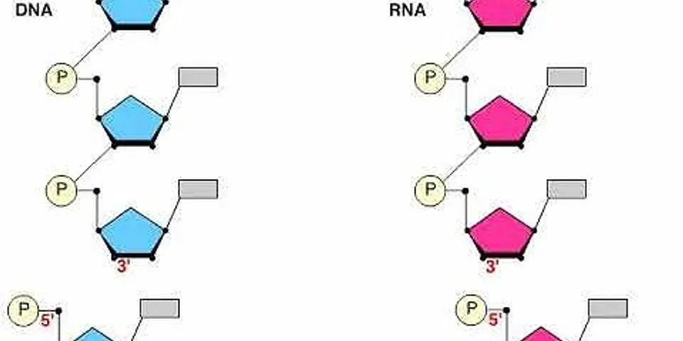 Nêu sự khác biệt về cấu trúc của ADN và ARN
