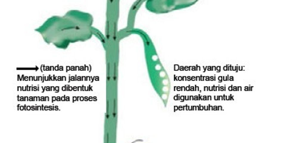 Pembuluh yang mengangkut zat-zat makanan hasil fotosintesis ke seluruh tubuh tumbuhan adalah pembuluh