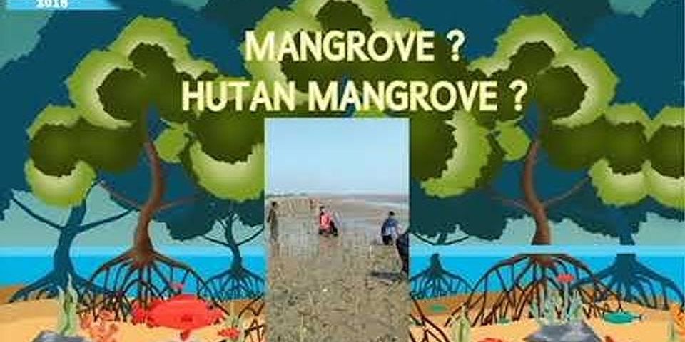 Perbedaan Fungsi Ekonomis Dan Fungsi Ekologis Hutan Mangrove