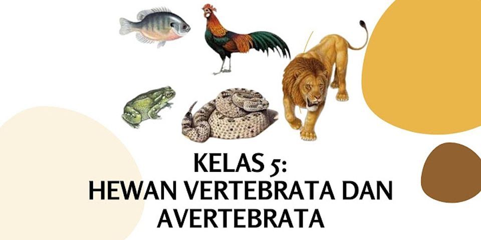 Cumi cumi termasuk hewan vertebrata atau avertebrata