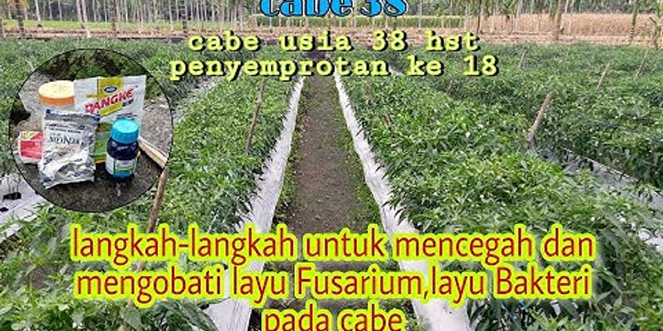 Perbedaan Layu Fusarium Dan Layu Bakteri Pada Tomat 6266