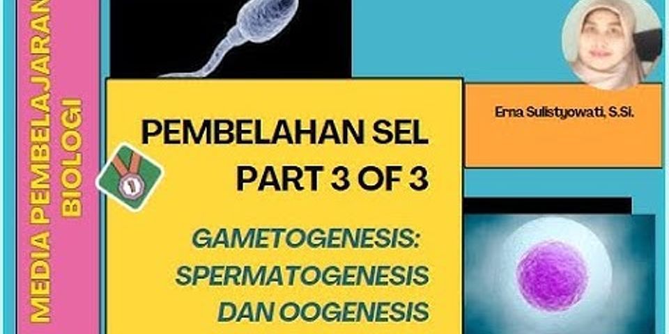 Akan spermatosit sel pada pertama menjadi membelah primer meiosis Pembelahan Meiosis