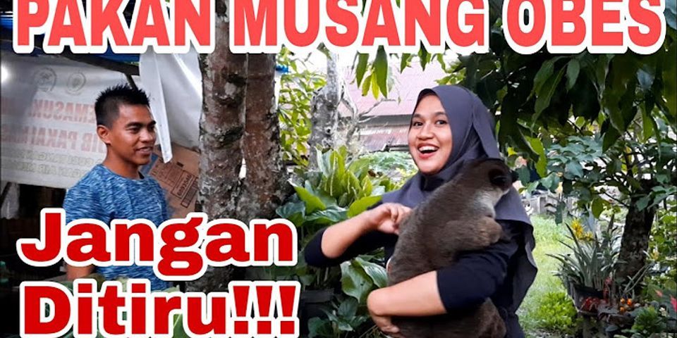 Perbedaan Rakun Dan Musang