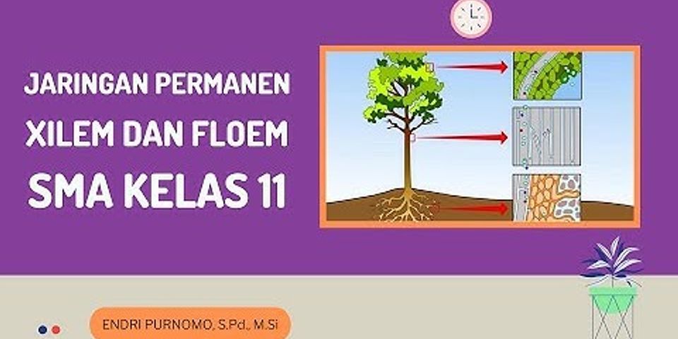 Perbedaan Xilem Dan Floem Berdasarkan Struktur Dan Fungsinya