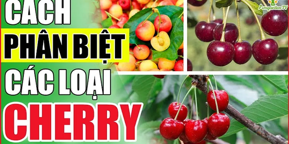 Quả cherry tiếng Việt là gì