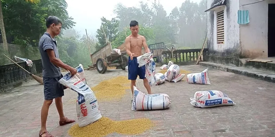 Sau khi thu hoạch thóc lúa để cất giữ hạt được lâu nông dân ta thường làm thế nào