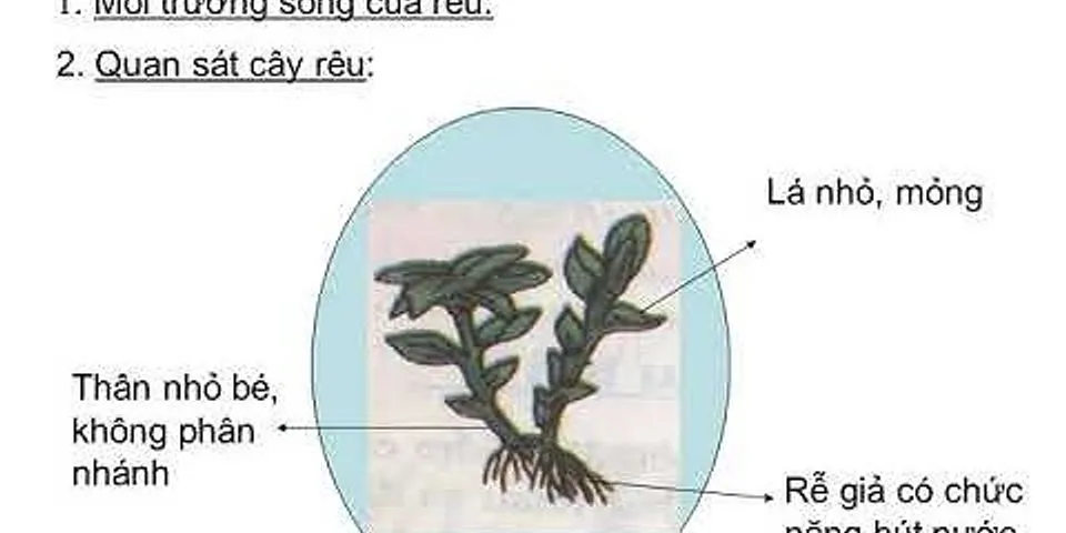 So sánh cơ quan sinh sản của cây rêu và cây dương xỉ