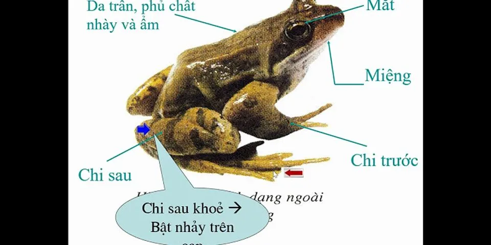 So sánh ếch đồng và cá chép