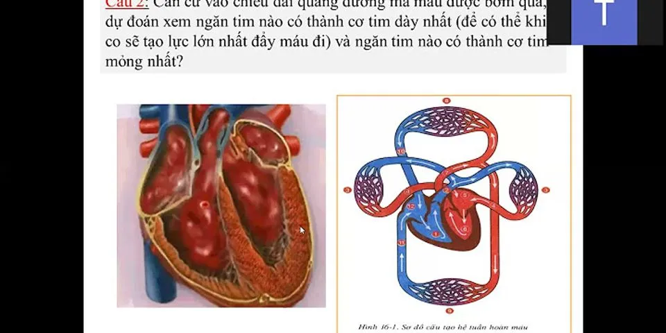 So sánh sự khác nhau giữa các loại mạch máu
