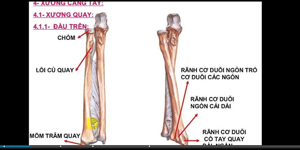 So sánh xương trụ và xương quay