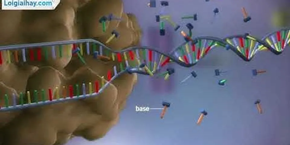 Sự giống nhau của ADN, ARN và protein