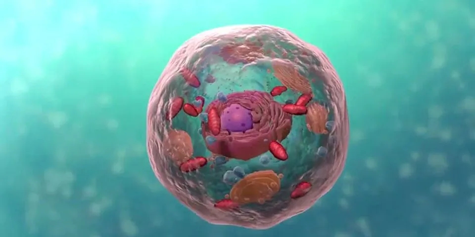 Sự khác nhau của tế bào nhân sơ và tế bào nhân thực