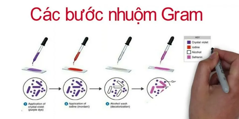 Sự khác nhau giữa 2 nhóm vi khuẩn g- và g+