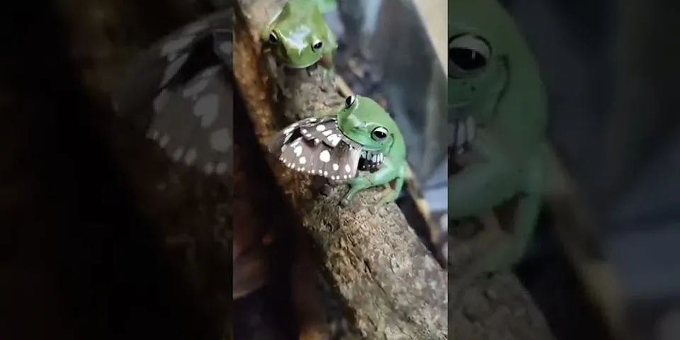 Sự khác nhau giữa ếch và nhái