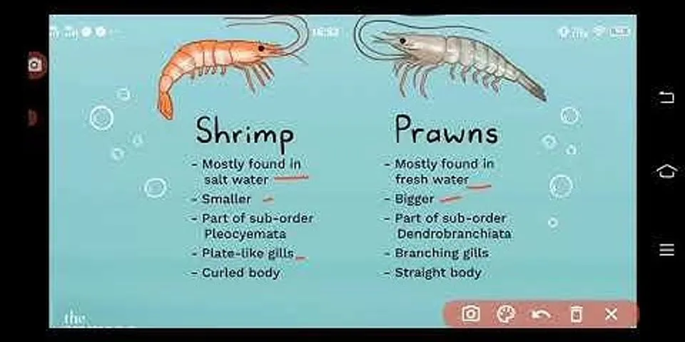 Sự khác nhau giữa prawn vs shrimp