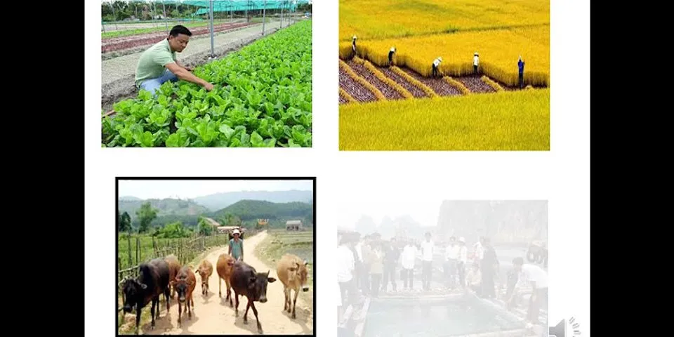 Sự khác nhau giữa sản xuất công nghiệp và sản xuất nông nghiệp