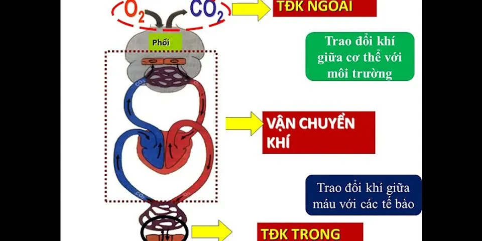 Sự trao đổi khí ở phổi và tế bào giống và khác nhau như thế nào