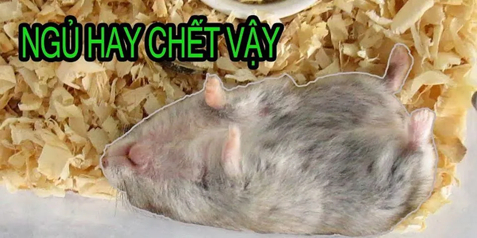Tại sao chuột hamster ngủ nhiều