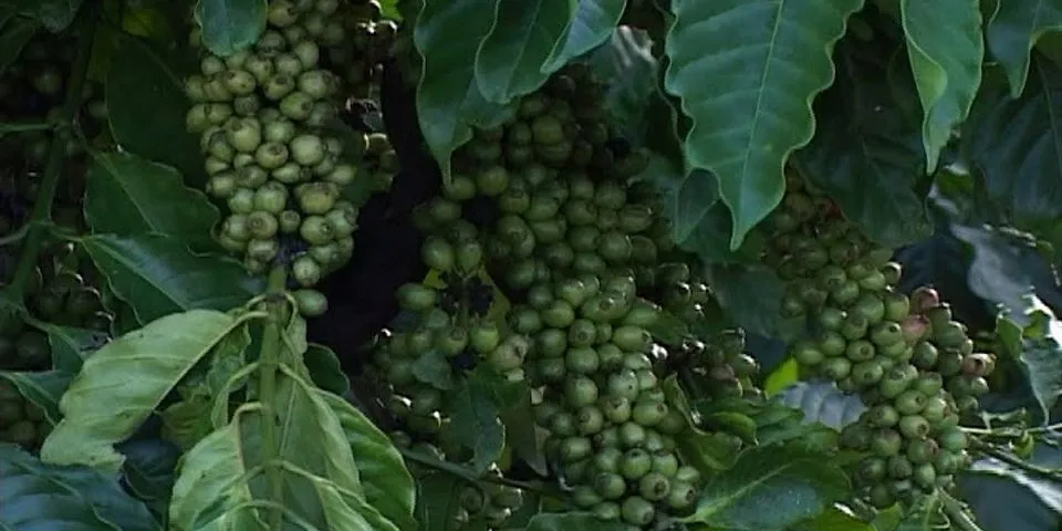 Tại sao Tây Nguyên la vùng chuyên canh cây cà phê lớn nhất nước ta