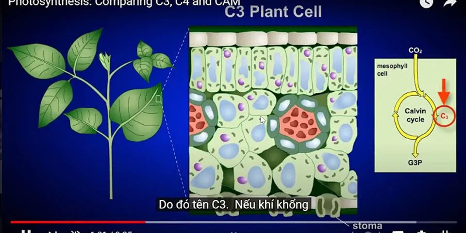 Tại sao thực vật C4 có năng suất cao hơn thực vật CAM