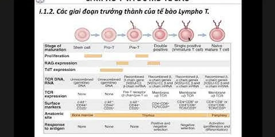 Tế bào T phá hủy tế bào cơ thể bị nhiễm bằng cách nào