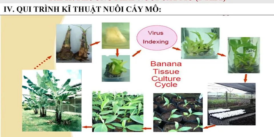 Trong các phát biểu sau, có bao nhiêu phát biểu đúng khi nói về phương pháp nuôi cấy mô ở thực vật