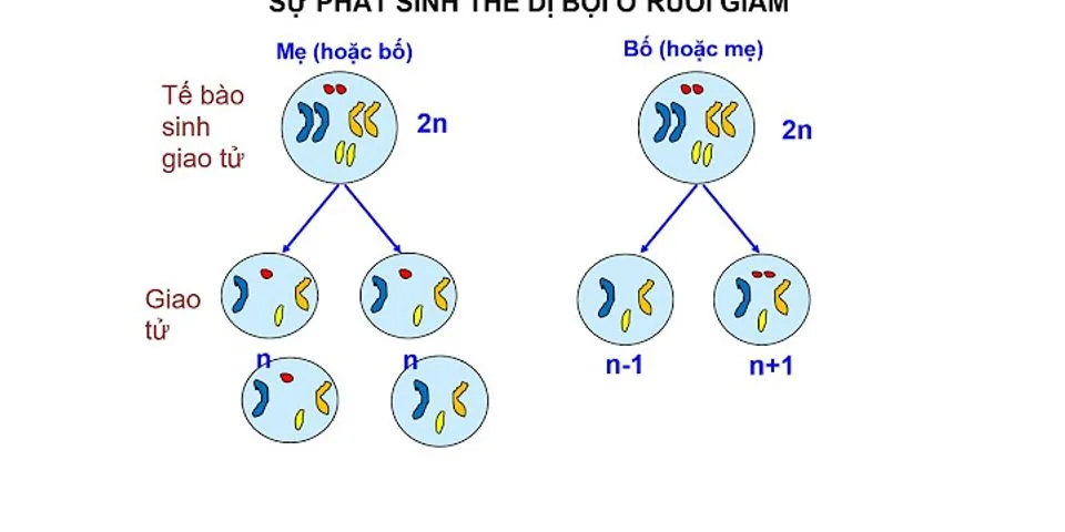 Trong tế bào lưỡng bội của ruồi giấm (2n = 8) có bao nhiêu NST thường